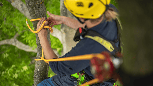 Z koron drzew: jak wybrać odpowiednią linę i sprzęt do arborystyki?